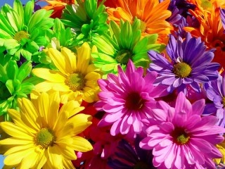 Пазл «Разноцветные цветы»