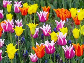 Пазл «Разноцветные тюльпаны»
