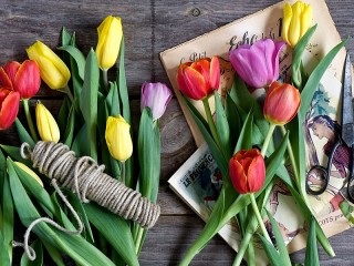 Пазл «Разноцветные тюльпаны»