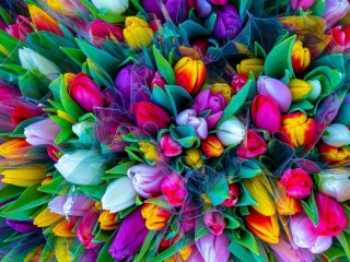 Puzzle «Multicolored bouquet of tulips»