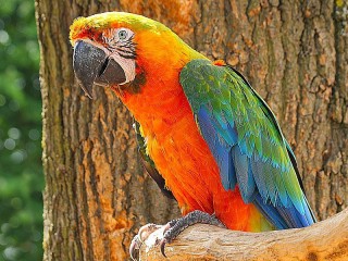 Quebra-cabeça «Colorful parrot»