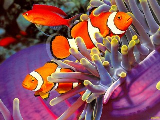 Rätsel «Clown fish»