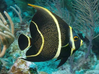 Slagalica «The angel fish»