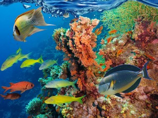 Пазл «Рыбы и кораллы»