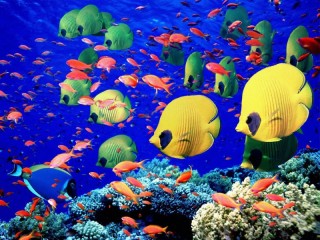 Zagadka «The fish on the reef»