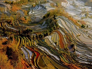 Puzzle «Rice Terraces in China»
