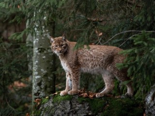 Bulmaca «Lynx»