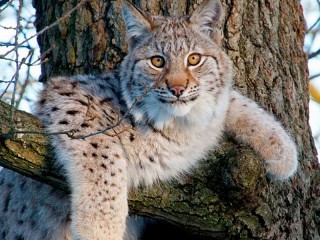 Slagalica «Lynx on a tree»