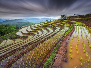 Jigsaw Puzzle «Rice fields»