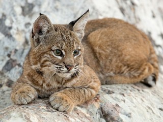 Puzzle «A small lynx»