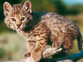 Jigsaw Puzzle «A small lynx»