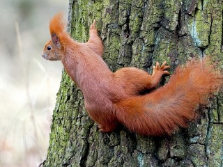 Пазл «Red squirrel»