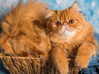 Jigsaw Puzzle «Ginger cat»