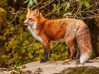 Jigsaw Puzzle «Red Fox»