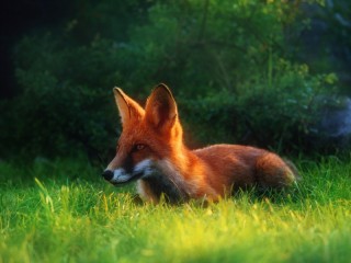 Пазл «Рыжая лиса в траве»