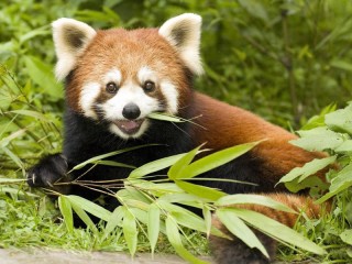 Пазл «Рыжая панда»