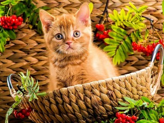 Пазл «Ginger kitten»
