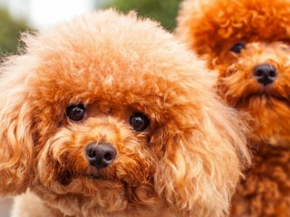 Bulmaca «Poodle»