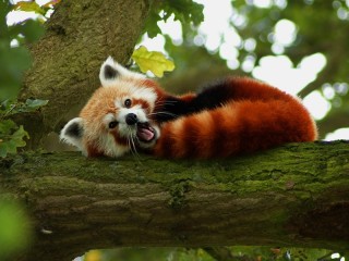 Puzzle «Red panda»