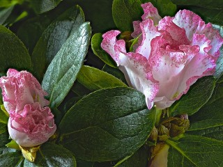 Jigsaw Puzzle «Rhododendron blooms»