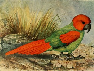 Quebra-cabeça «Rodriguesii parrot»