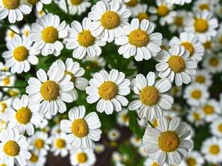 Puzzle «Chamomile»