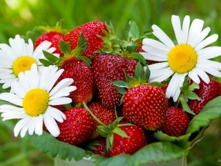 Quebra-cabeça «Chamomile and strawberry»