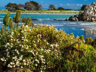 Jigsaw Puzzle «Chamomile by the coast»