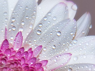 Rätsel «Dew on a flower»