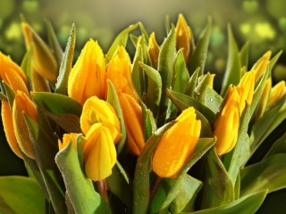 Пазл «dew on tulips»