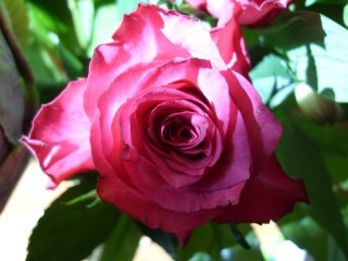 Puzzle «Rose»