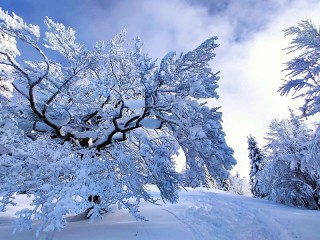 Puzzle «Luxurious winter»
