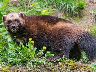 Slagalica «Wolverine»