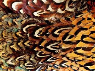 Quebra-cabeça «Smooth feathers»