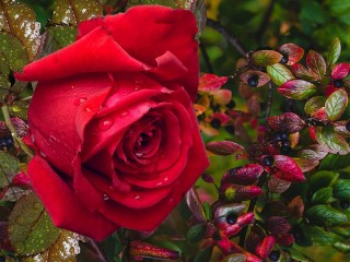 Jigsaw Puzzle «rose flower»