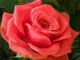 Jigsaw Puzzle «Rose»