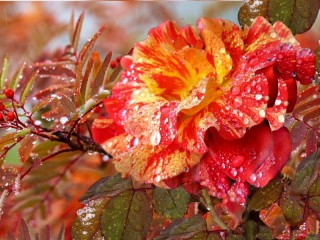 Jigsaw Puzzle «the Rose»