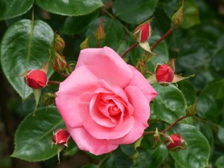Bulmaca «the Rose»