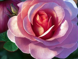 Zagadka «Rose»