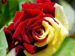 Пазл «Роза двухцветная»