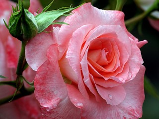 パズル «rose and bud»