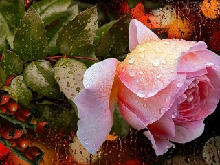Пазл «Роза и шиповник»