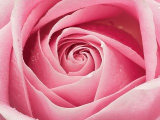 Пазл «Роза в росе»