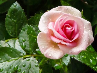 Puzzle «Rose in the dew»