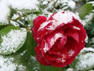 Rompecabezas «Rose in the snow»