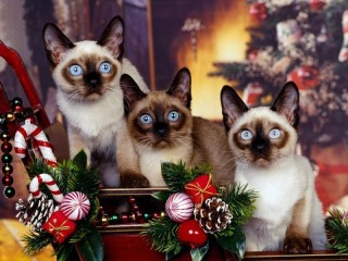 Пазл «Рождество с котятами»