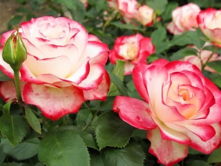 Quebra-cabeça «Roses»