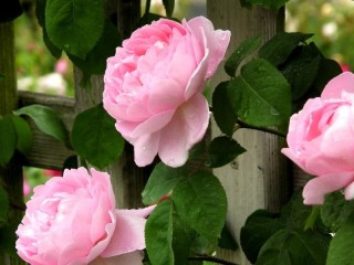 Пазл «Розы сквозь забор»
