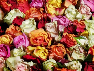 Jigsaw Puzzle «Roses in stock»
