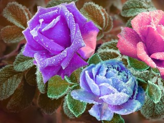 Пазл «Roses in frost»